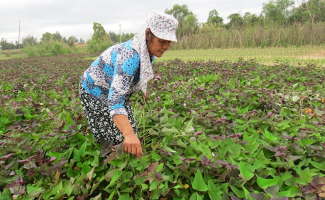 Khoai Lang Bảo Ninh